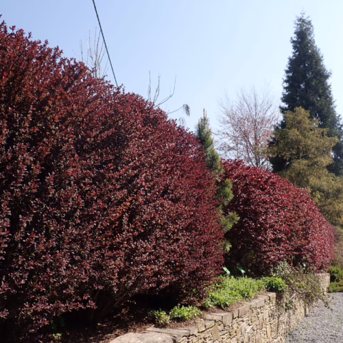 Row of deep red bushes along a gravel path, with mixed trees in the background against a clear blue sky.