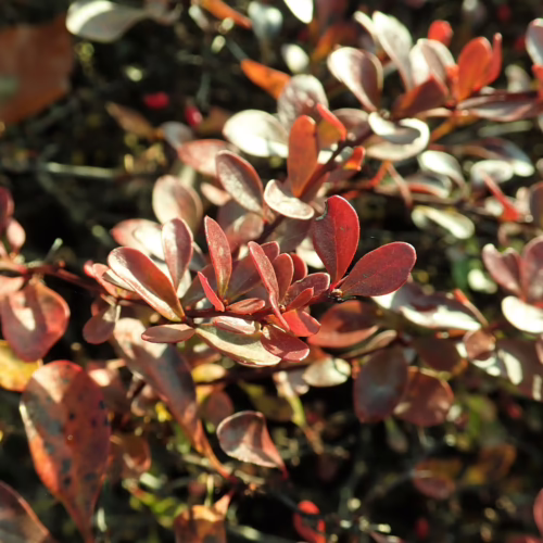 Reddish-brown leaves of a bush, close-up view showcasing textures and colors in natural sunlight.