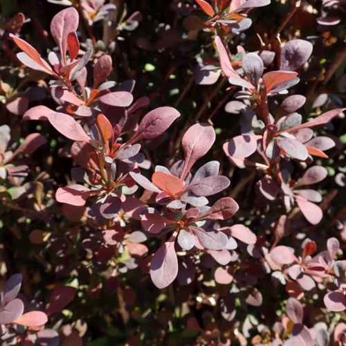 Shrub with dense reddish-purple leaves, creating a textured and colorful garden accent
