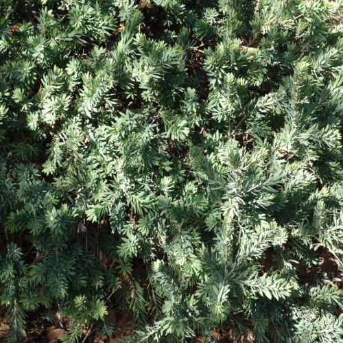 Compact Callistemon viminalis 'Little John' bottlebrush shrub with dense, needle-like green foliage and a small plant identification tag.
