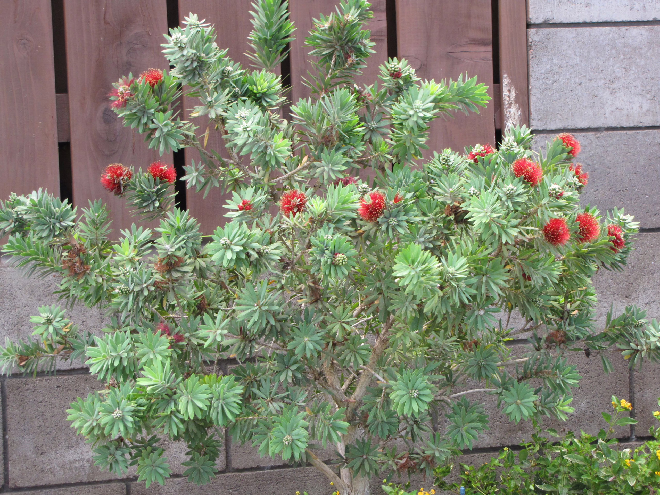 Dwarf bottlebrush 'Little John' (Callistemon viminalis) shrub with vibrant red brush-like flowers and fine, grey-green foliage, ideal for small gardens or containers.