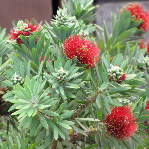 Callistemon viminalis 'Little John' dwarf bottlebrush shrub with vibrant red, spiky flower heads and narrow green leaves, ideal for small gardens and attracting pollinators.