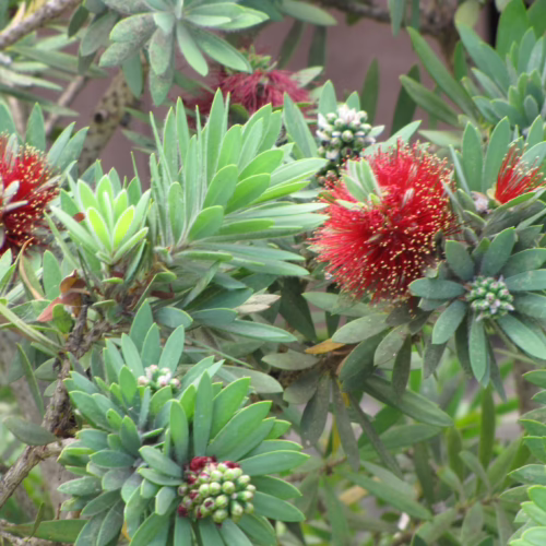 Close-up of a Callistemon viminalis 'Little John' plant, showcasing its vibrant red bottlebrush flowers and spiky green foliage, ideal for Australian native gardens.