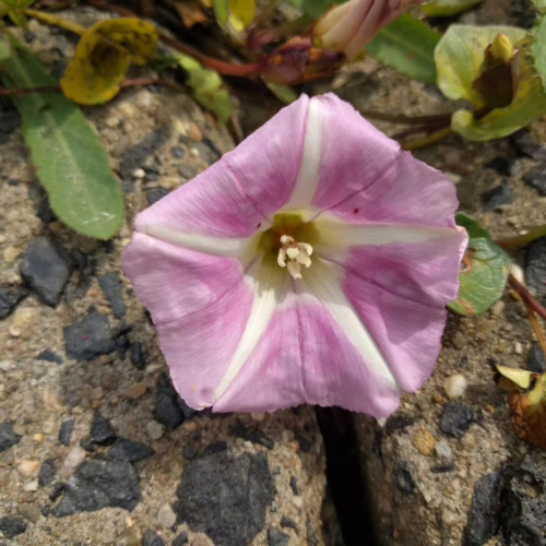 Close-up of a delicate pink morning glory flower with white stripes, blooming among pebbles and green leaves.