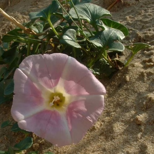Delicate pink bindweed flower with pale yellow center, growing on sandy dunes with green leaves.