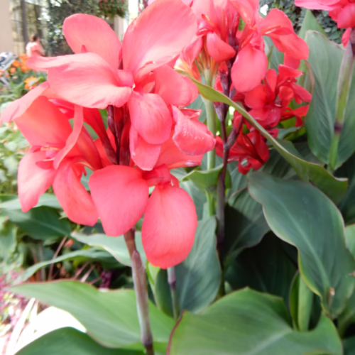 Red Canna Lily flower cluster with vibrant green leaves. A tropical plant known for its bold color and lush foliage.
