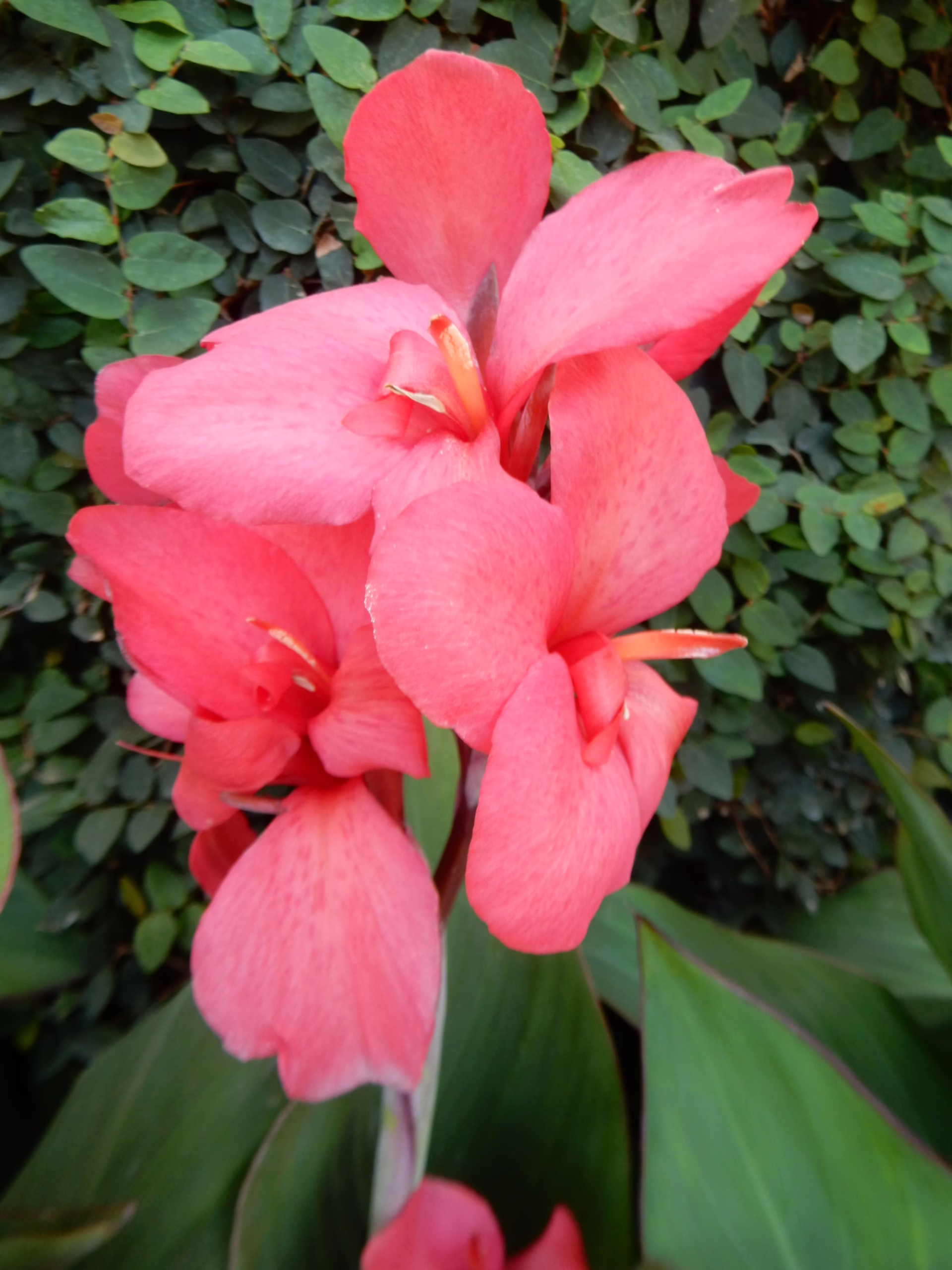Salmon-pink Canna Lily blooms with delicate texture, set against a backdrop of lush green leaves.