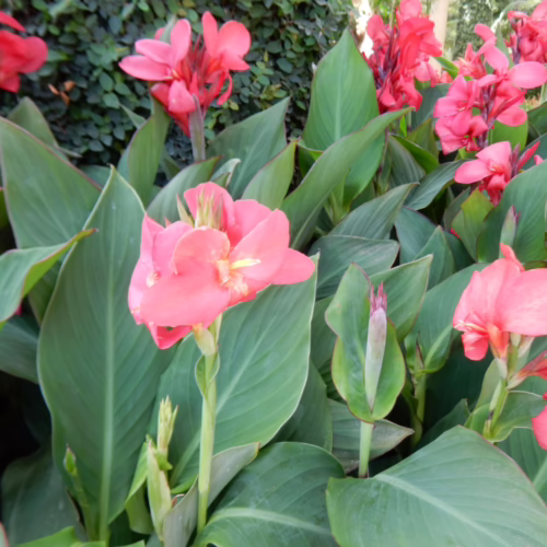 Pink canna lily flowers with lush green foliage. These tropical plants add vibrant color to any garden.
