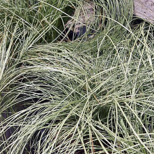 Carex comans 'Frosted Curls' ornamental grass with cascading, silvery-green foliage, creating a lush, flowing texture for gardens and containers.