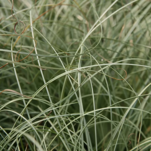 Carex comans 'Frosted Curls' ornamental grass with delicate, arching, silver-green foliage, creating a flowing, fountain-like effect in the garden.