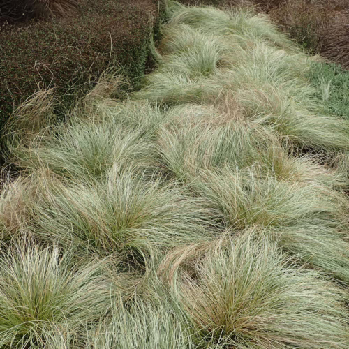 Lush mounds of Carex comans 'Frosted Curls' ornamental grass with silvery-green, cascading foliage, creating a flowing, textured landscape effect.