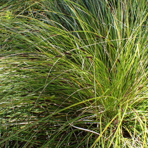 Lush green Carex dissita sedge with arching blades and dark seed heads, forming a dense, clumping groundcover for moist garden areas.