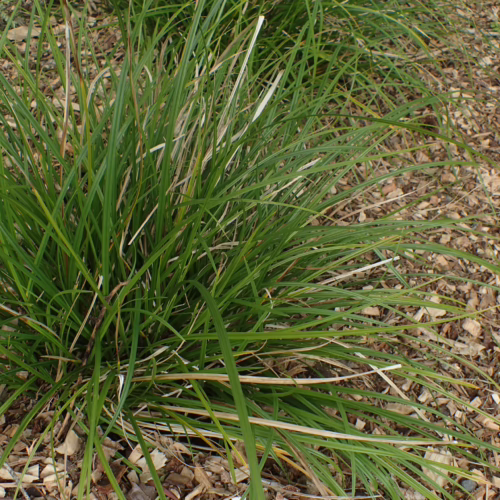 Lush green clump of Carex dissita grass, also known as California Field Sedge, with fine, arching blades growing in a mulch bed