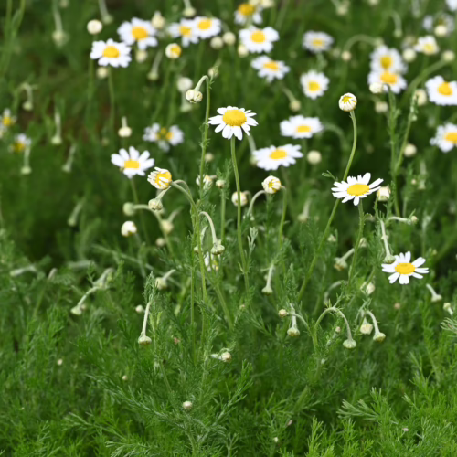 Field of chamomile flowers. White petals surround yellow centers, nestled in lush green foliage.