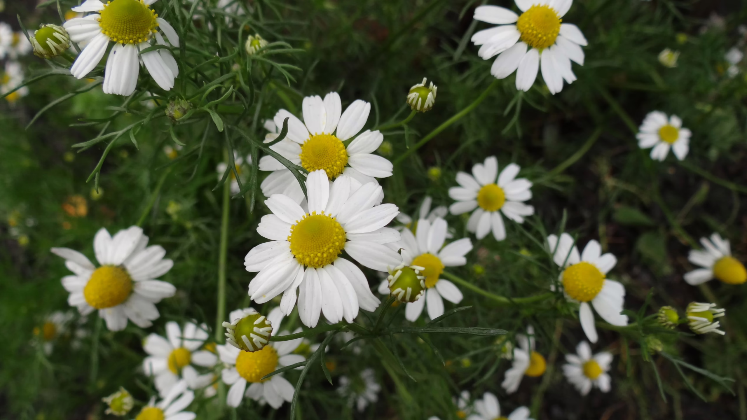 Chamomile flowers: white petals surround sunny yellow centers, amidst vibrant green foliage.