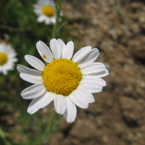 Daisy with bright yellow center and crisp white petals in natural sunlight