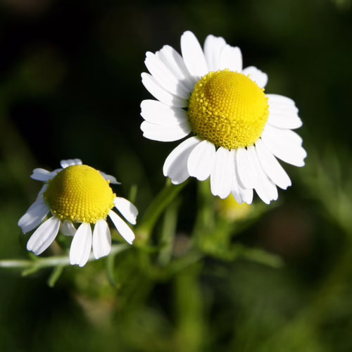 Two chamomile flowers: white petals surround bright yellow centers, set against a soft green backdrop.