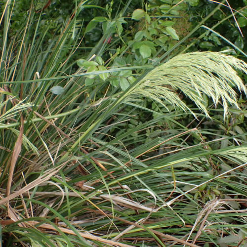 Chionochloa flavicans, a tall ornamental grass with elegant, arching plumes of pale green, set against lush green foliage.