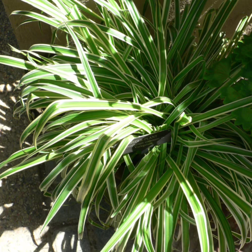 Variegated spider plant with long, arching green and white striped leaves, creating a lush, vibrant display.