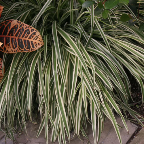 Variegated spider plant with green and white striped leaves, paired with a vibrant croton plant featuring orange and red foliage.