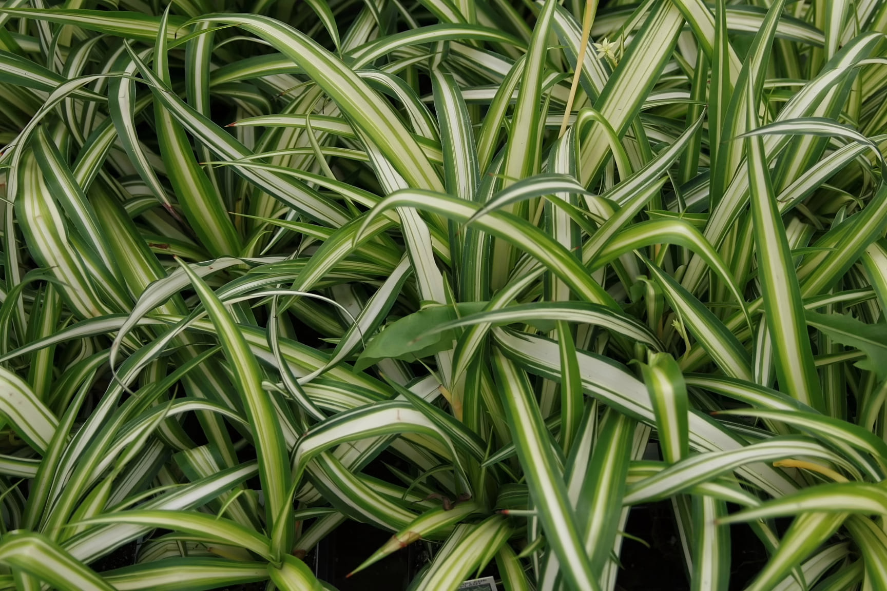 Lush spider plant with vibrant green and white striped, arching leaves, adding a touch of nature indoors.