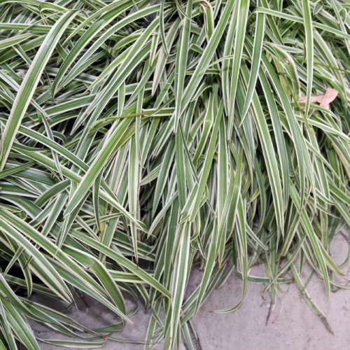 Variegated Liriope muscari 'Variegata' clump. Green strappy leaves with white margins, adds texture and interest to gardens.
