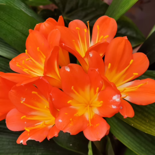 Vibrant Clivia miniata plant showcasing a cluster of bright orange trumpet-shaped flowers with yellow centers, set against lush green strap-like leaves.