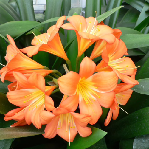 Vibrant Clivia miniata plant with a large cluster of trumpet-shaped, bright orange flowers and glossy green leaves, perfect for indoor display.