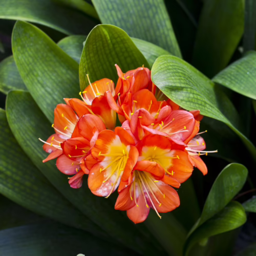 Vibrant orange Clivia miniata flowers with yellow centers bloom amidst lush green foliage, a striking display of this popular houseplant.