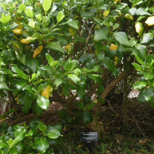 Coprosma macrocarpa shrub with glossy green and yellow-tinged leaves, featuring a dense, bushy form and woody branches, indicating a robust outdoor plant.