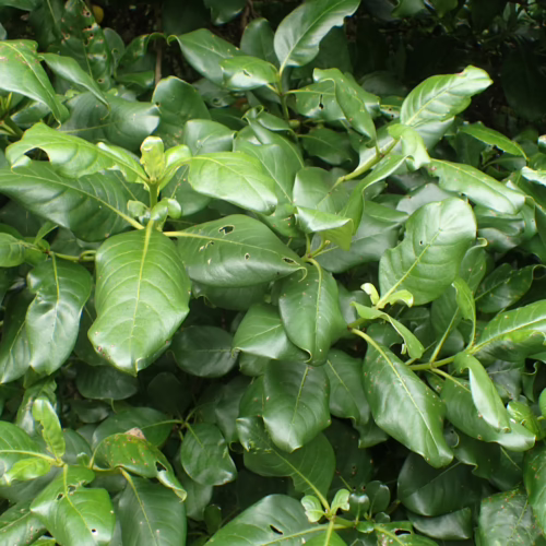 Lush green foliage of Coprosma macrocarpa plants, showcasing glossy, ovate leaves and dense growth, ideal for landscaping and hedging.