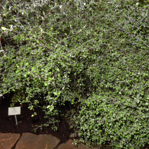 Dense, tangled branches of Corokia cotoneaster shrub with small, oval, grey-green leaves, creating a textured, naturalistic display in a garden setting.