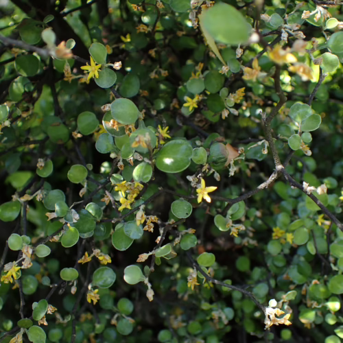 Corokia cotoneaster, a dense shrub with small, oval green leaves and delicate yellow star-shaped flowers, forming a lush, textured backdrop.