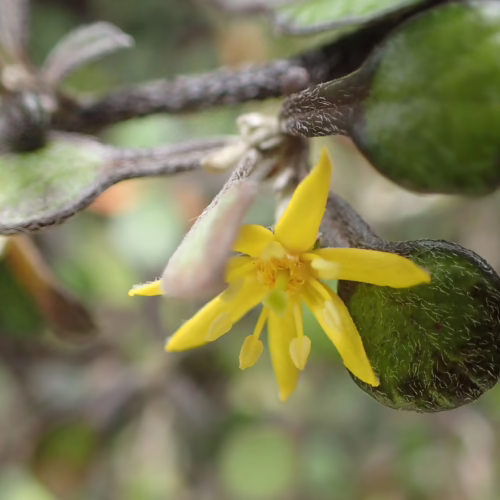 Corokia cotoneaster branch with small yellow star-shaped flowers and dark green oval leaves, highlighting its delicate natural beauty