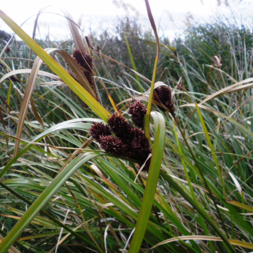 Cyperus ustulatus plant with spiky brown seed heads emerging from lush green and dried brown grass-like foliage