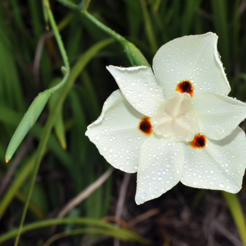 A delicate white Dietes bicolor flower with three brown-centered petals, glistening with water droplets against a dark green leafy background.