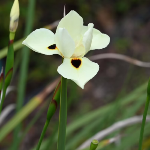 Dietes bicolor, a striking yellow iris with a dark heart-shaped marking, blooms on a tall green stem surrounded by lush foliage and budding stems.