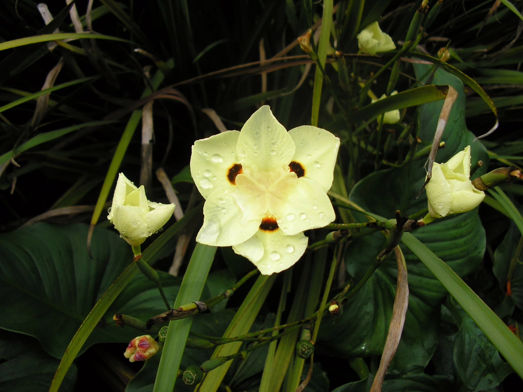 Dietes bicolor, or African Iris, features delicate creamy yellow flowers with brown and yellow markings, adorned with water droplets, set against lush green foliage.
