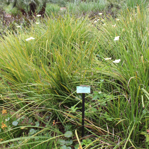 Dietes bicolor plant with long, arching green leaves and delicate white flowers with yellow centers, blooming in a garden setting.