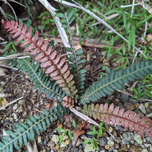 Doodia australis fern with vibrant red new growth and deep green mature fronds, growing in rocky soil with surrounding grass and dry stalks.