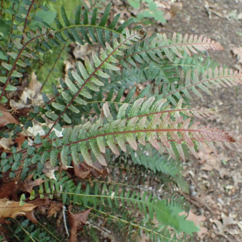 Doodia australis fern with reddish-green fronds and dark stems, growing among fallen oak leaves and mossy ground cover.