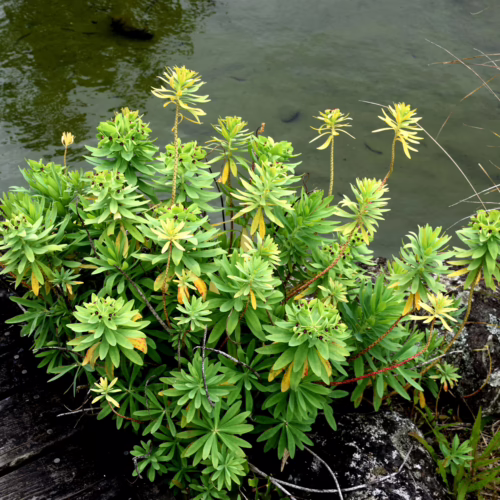 Vibrant green Euphorbia glauca plant with striking yellow-tipped leaves, growing beside a wooden boardwalk and a tranquil body of water.