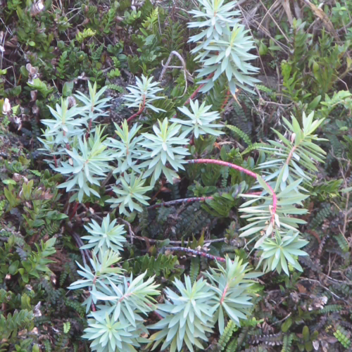 Euphorbia glauca, a coastal plant with pale green, succulent-like leaves arranged in whorls along reddish stems, growing amongst low-lying green foliage and ferns.