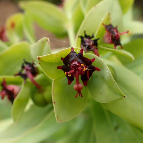 Close-up of striking Euphorbia glauca flowers with dark red, spiky bracts and yellow stamens, set against lush green foliage.