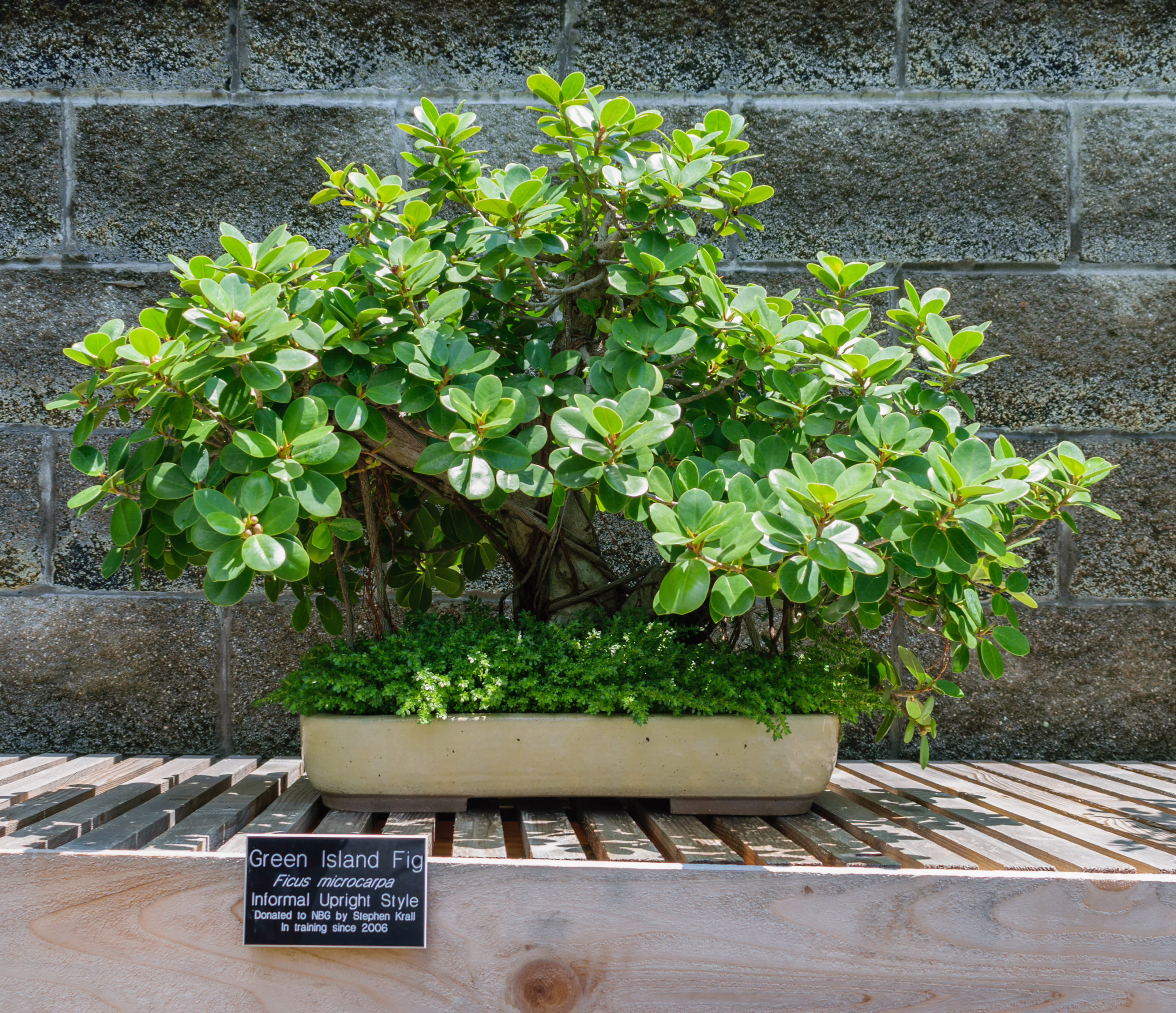 Green Island Fig bonsai tree in a rectangular pot, showcasing a miniature ficus microcarpa with lush green foliage