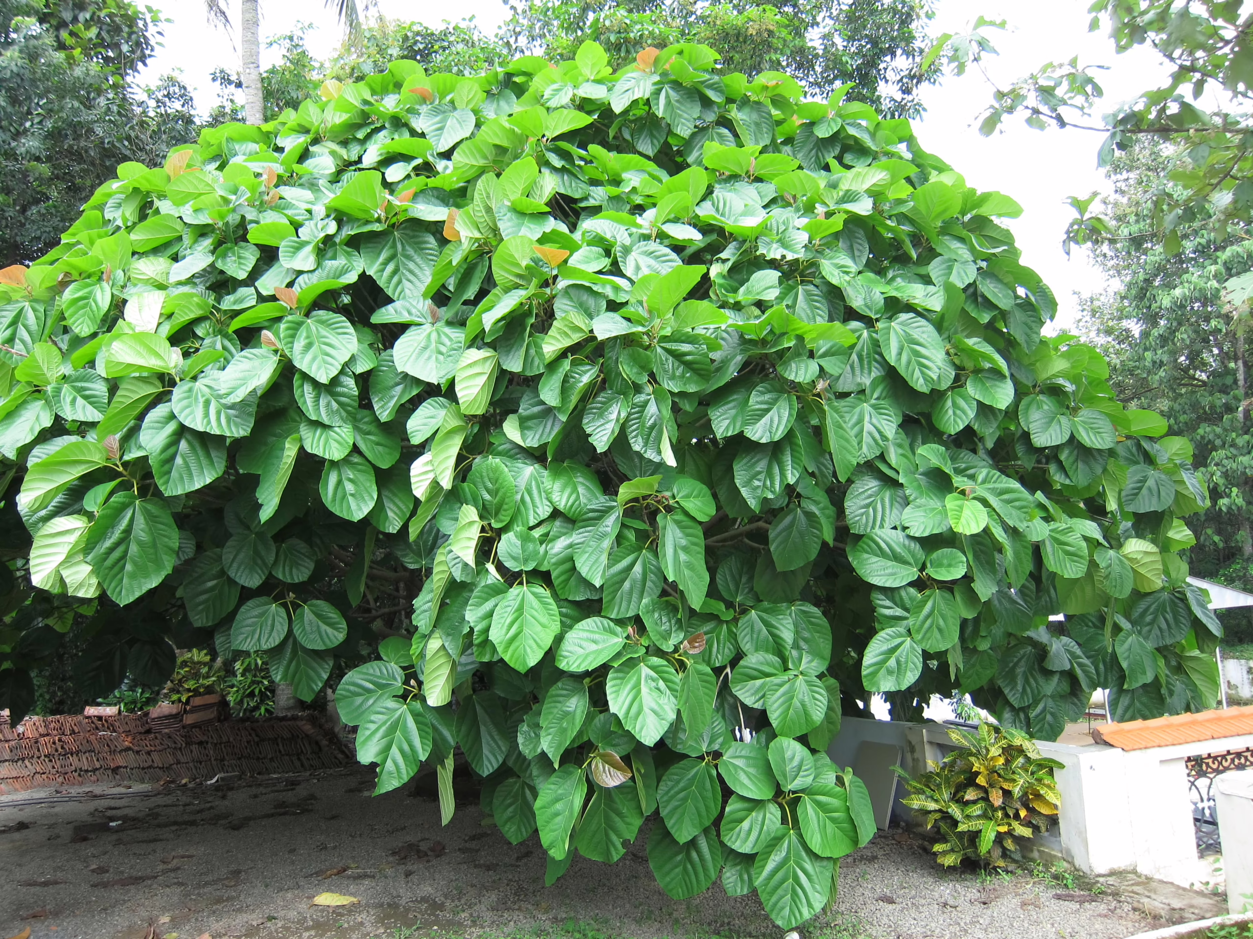 Lush, dense tree with vibrant glossy green leaves and reddish-bronze new growth, creating a full, rounded canopy.