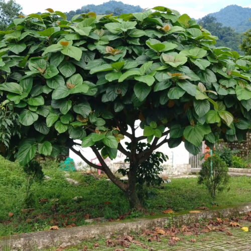 Lush shade tree with broad, rounded green leaves, creating a dense canopy. An ornamental tree ideal for landscape design, set against a mountain backdrop.