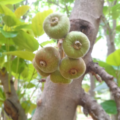 Cluster of green and brown figs growing directly from a tree branch, unripe and textured.