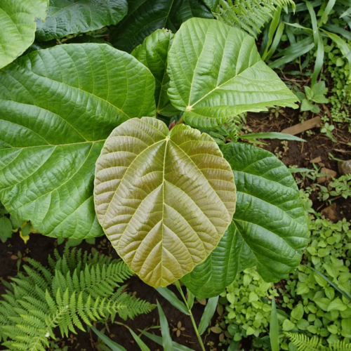 Large, vibrant green leaves with a central light brown leaf, surrounded by lush ferns and foliage.