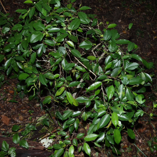Lush green Tuckeroo tree foliage thrives in a shaded Australian forest. The dense shrub displays glossy, oval leaves against a backdrop of leaf litter and dappled sunlight, showcasing native plant life.